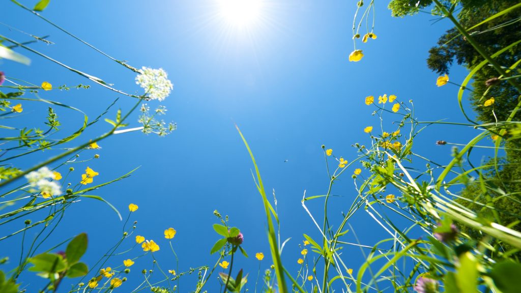 Summer Pause